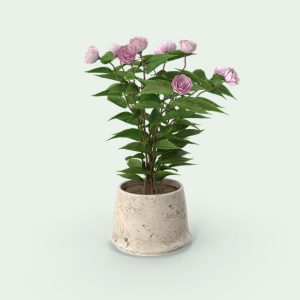 Potted Flower